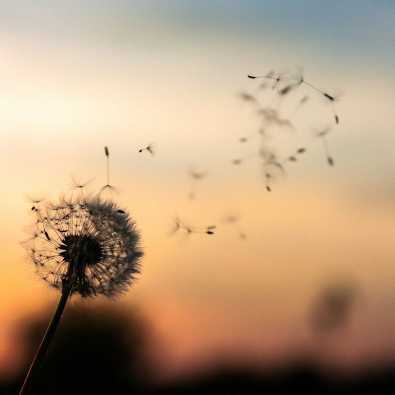 Pusteblume im Gegenlicht, Samenkörner schweben in der Luft vor verschwommenem Hintergrund.