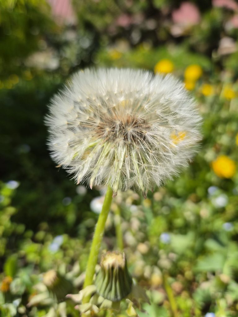Pusteblume mit flauschigen Samen auf einem Hintergrund aus grünen Pflanzen.